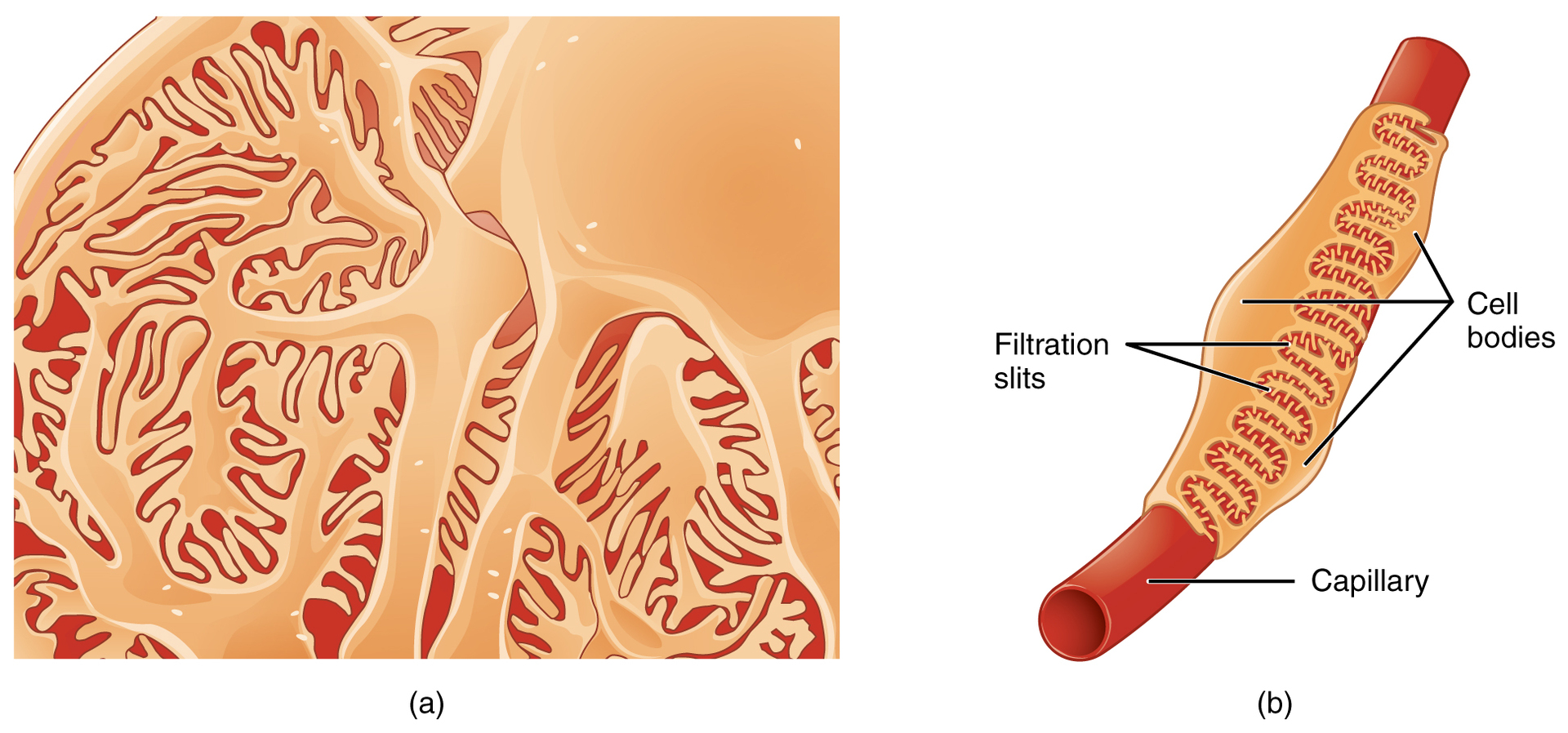 <p><strong>A:</strong> Specialized cells with pedicels that interdigitate to form filtration slits, regulating the passage of substances into Bowman’s capsule.</p>