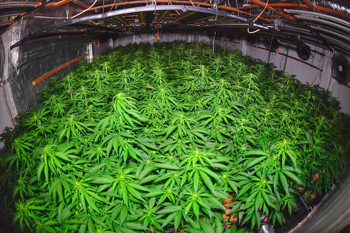 <p>la plantation de cannabis</p>