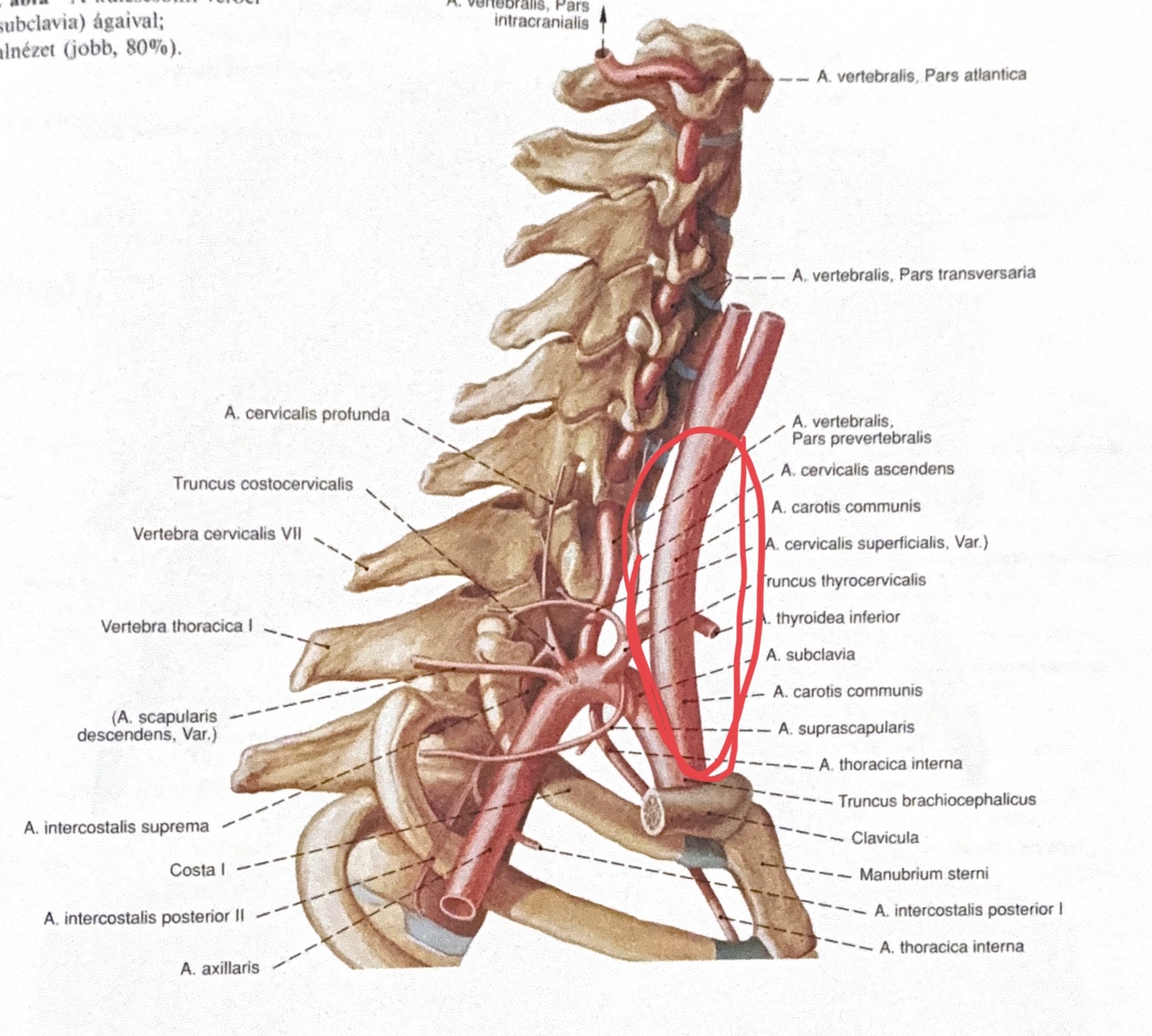 <p>a.carotis communis dextra / sinistra</p>