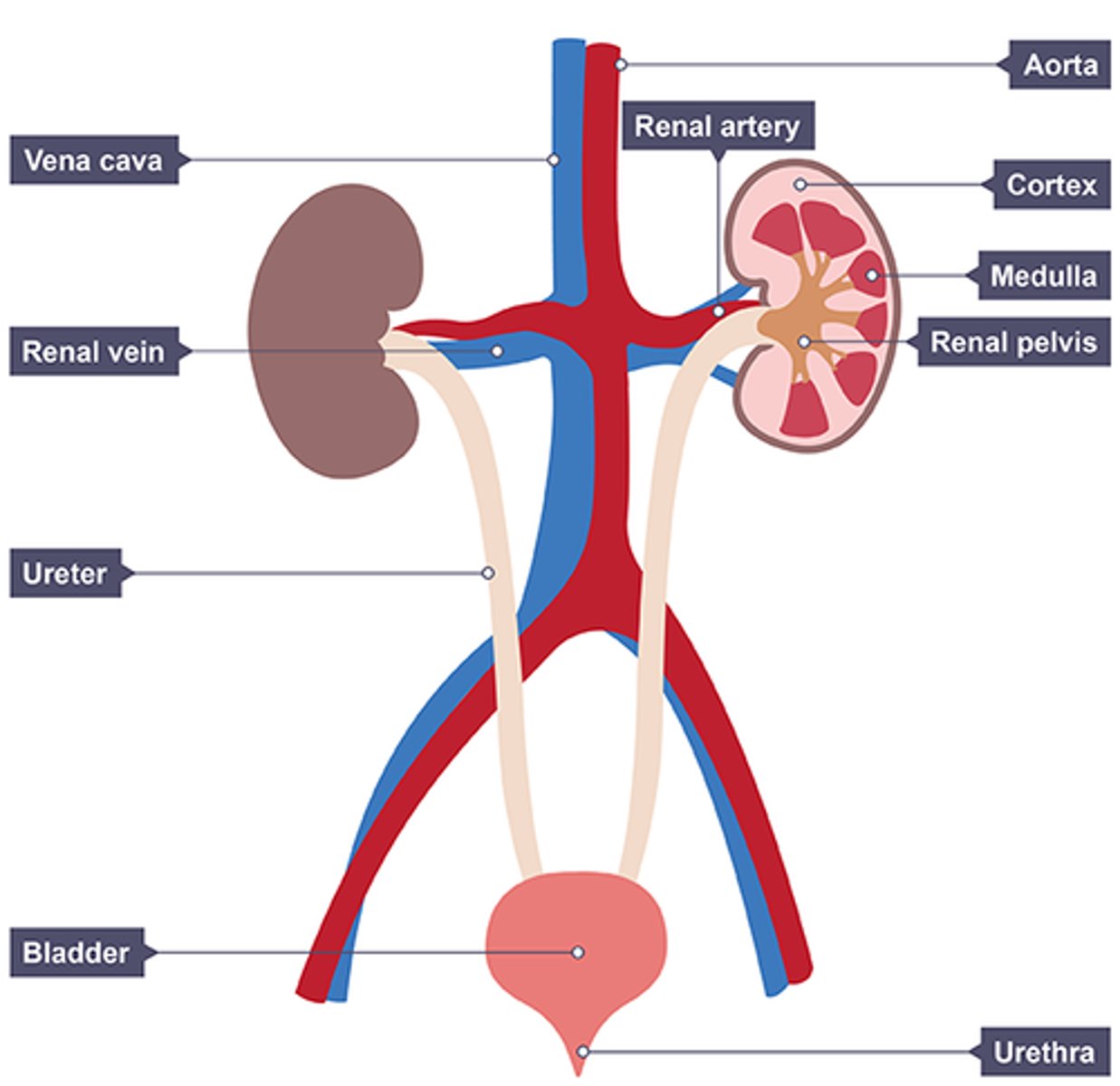 <p>* Fibrous capsule - outer membrane that surrounds and protects kidney</p><p>* Renal cortex - outer region containing Bowman's capsules, convoluted tubules, and blood vessels</p><p>* Renal medulla - inner region containing loops of Henle, collecting ducts, and blood vessels</p><p>* Renal pelvis - cavity that collects urine into ureters</p>