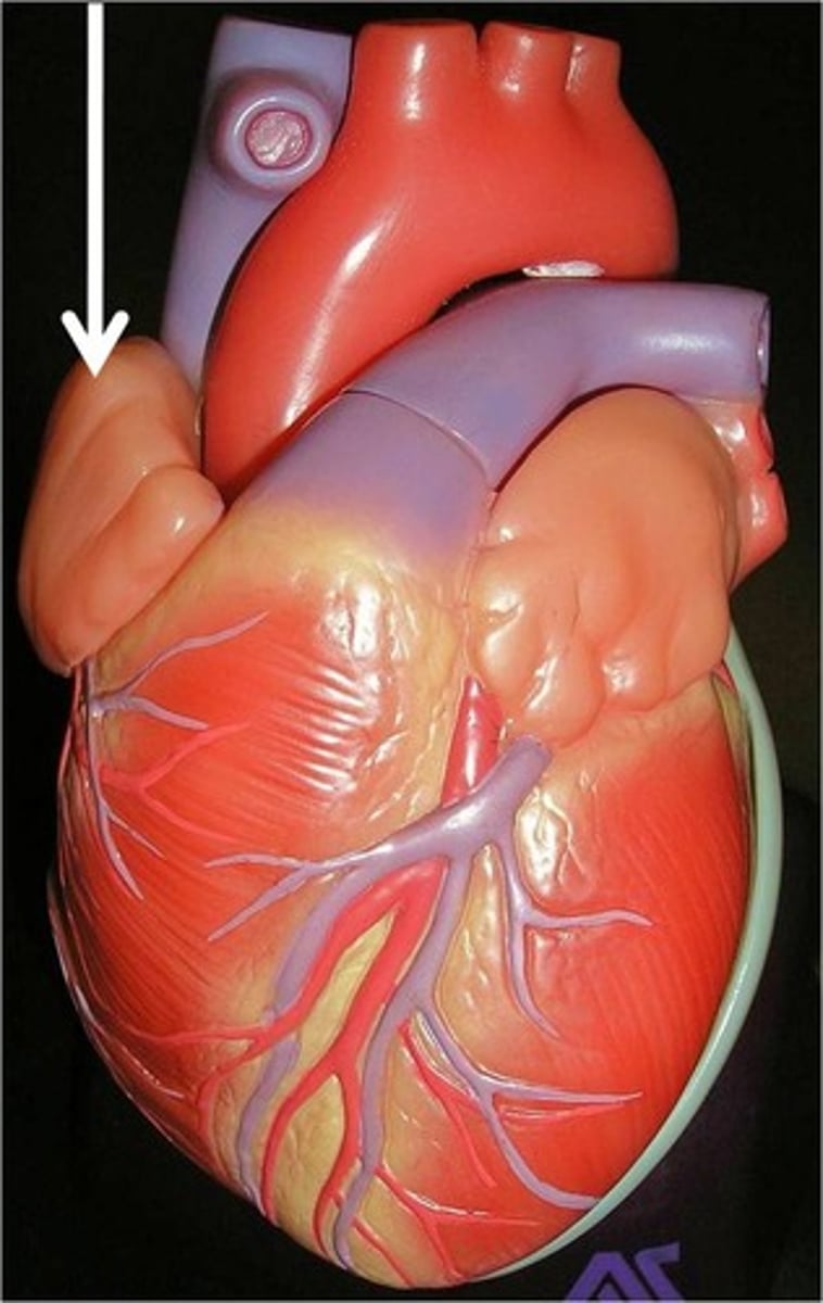 <p>Small, ear-shaped pouch attached to the right atrium, increases atrial volume.</p>