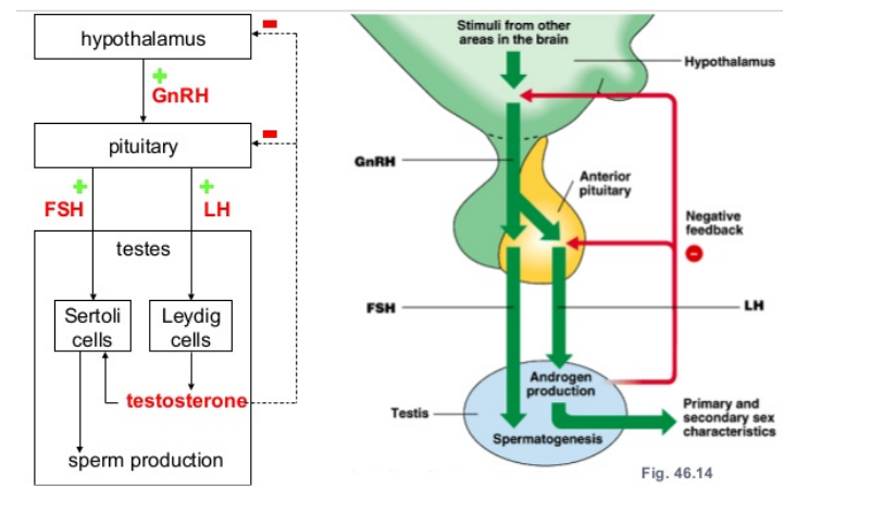 <ul><li><p>high levels of androgens - testosterone</p></li><li><p>signal anterior pituitary to decrease production of LH and FSH</p></li><li><p>signal hypothalamus to decrease production of GnRH</p></li></ul><p></p>