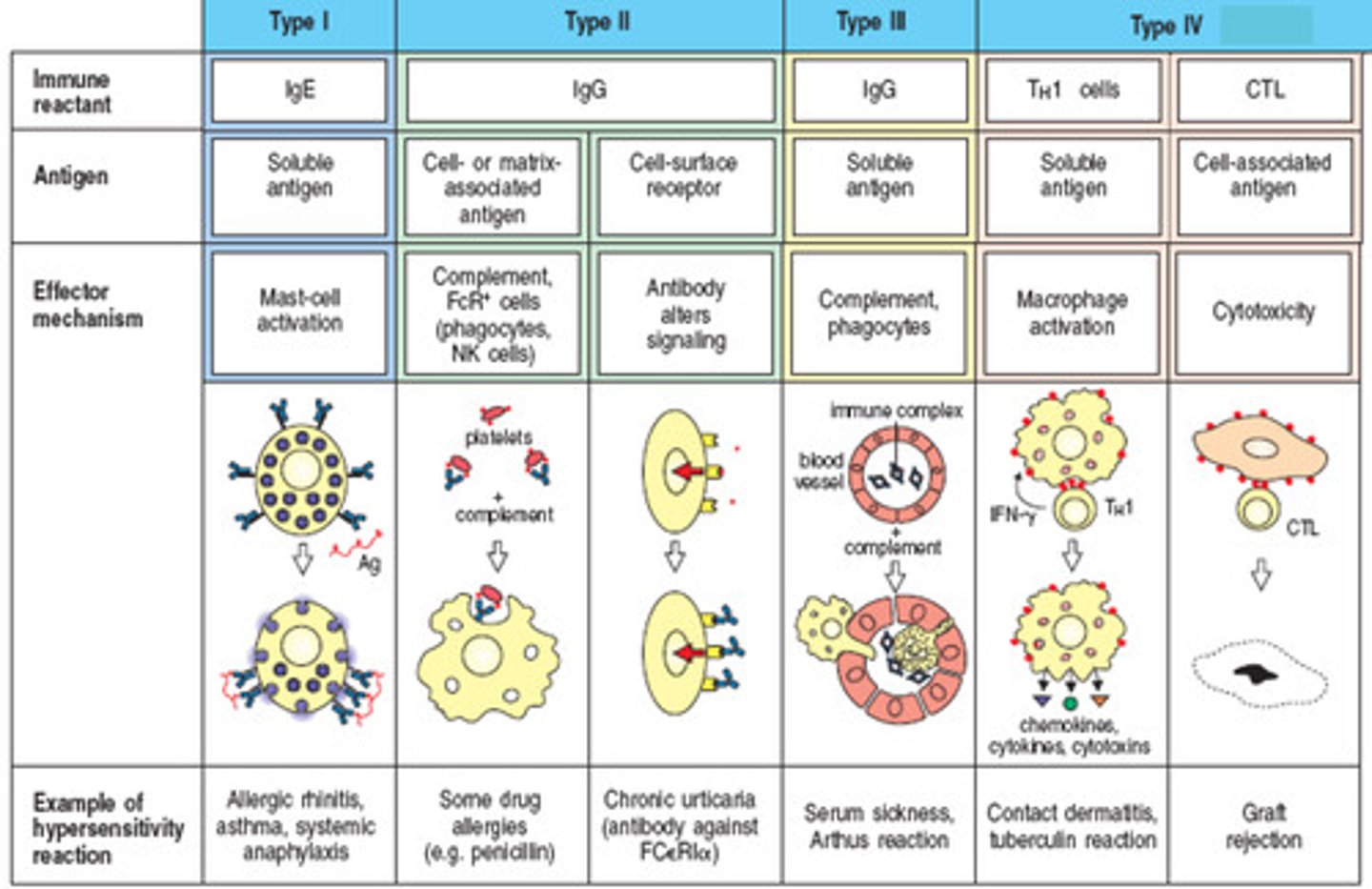 <p>Type 1 - immediate allergic reaction involving IgE "anaphylaxis"</p><p>Type 2 - involves IgM and IgG, leads to cell lysis "ABO incompatibility, hemolytic anemia"</p><p>Type 3 - involves antigen-antibody complexes, leads to an inflammatory response "lupus: an inflammatory disease caused when the immune system attacks its own tissues."</p><p>Type 4 - delayed hypersensitivity reaction involving T-cells - takes several days to develop "transplant rejection"</p>