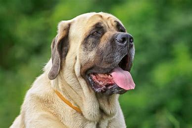 <p>soo they dont have a ton of fur and they just have a ton of wrinkles their nose forms a heart shape and has a lot of sagging skin.</p>