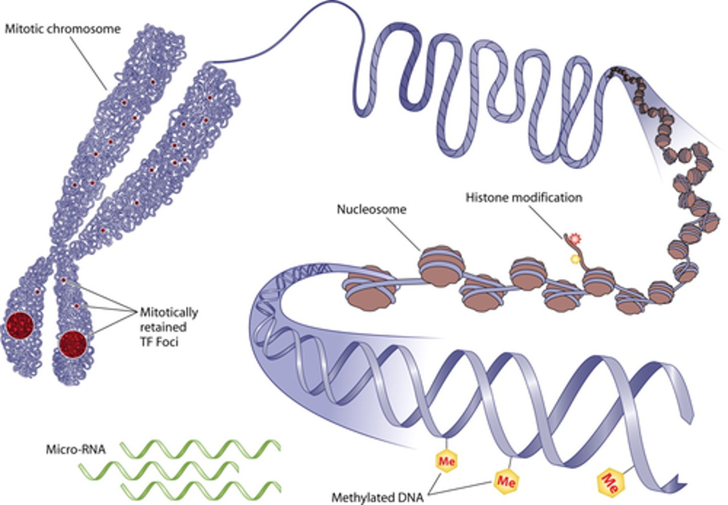 <p>the study of gene expression that deals with manipulations in components OTHER THAN DNA</p><p>i.e. methylation</p>