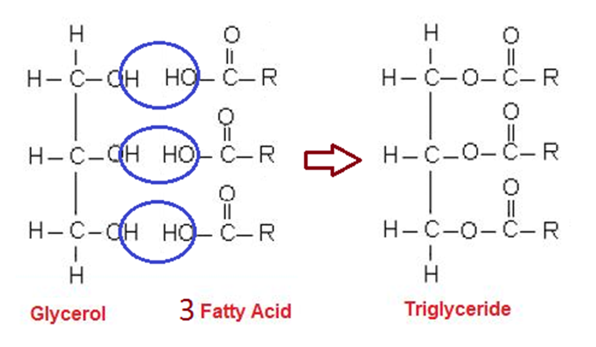 <ul><li><p>One of the principal groups of lipids</p></li><li><p>Consists of glycerol bonded to 3 fatty acids through ester bonds (formed by condensation reaction)</p></li></ul>