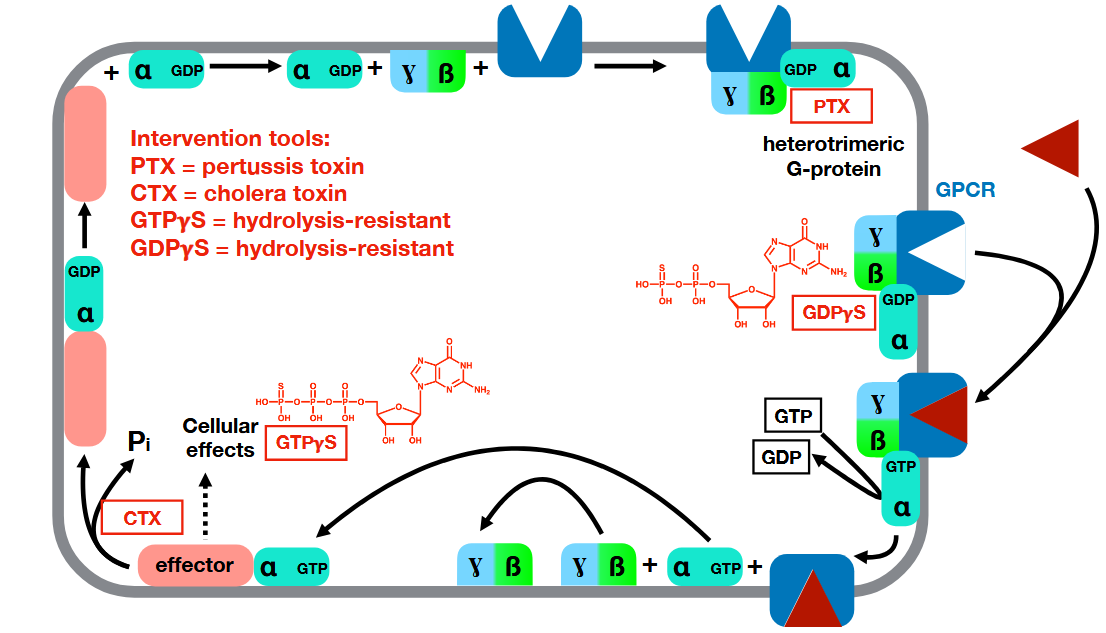 <p>PTX inhibits binding to GPCR</p><p>CTX inhibits GTPase activity</p>