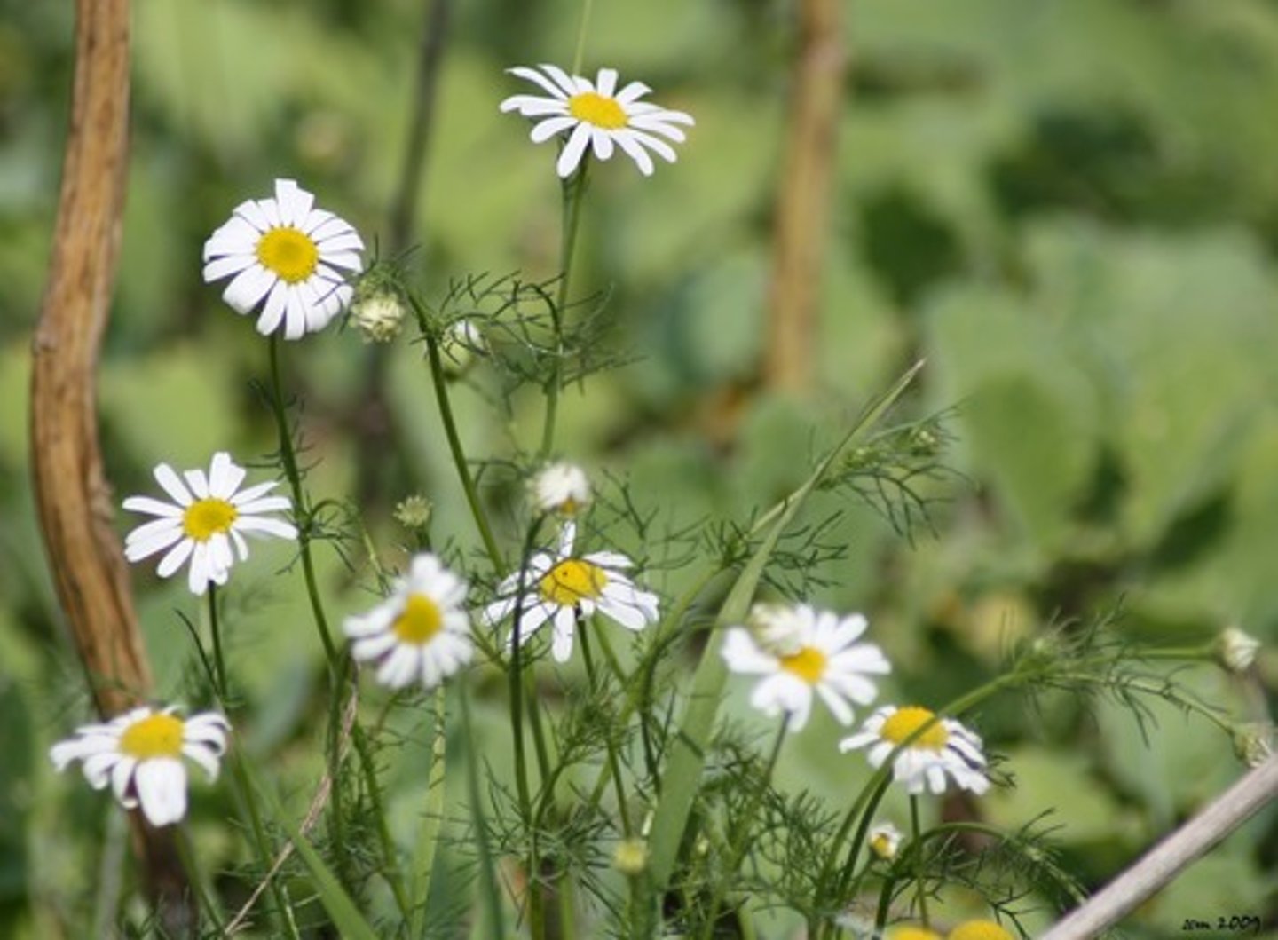 <p>welke plant</p>