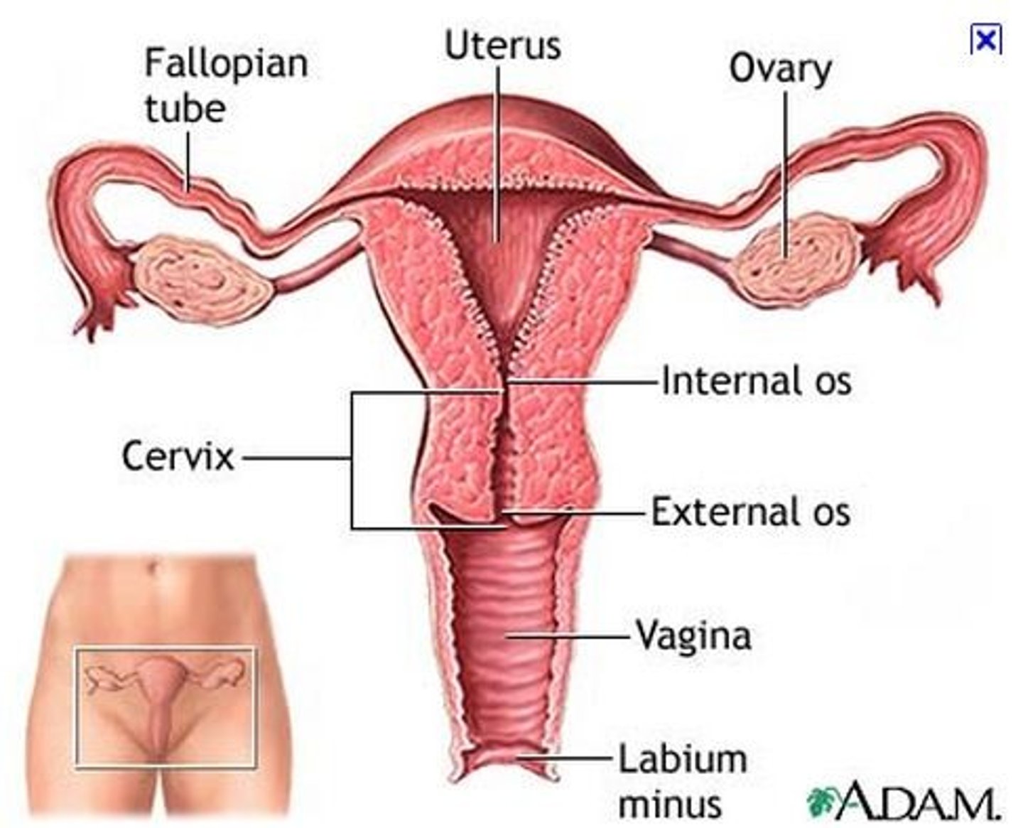 <p>uterus/womb</p>