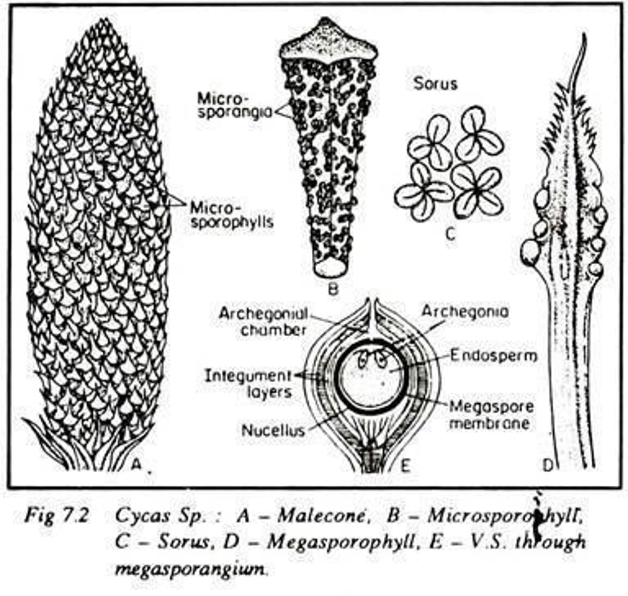 <p>Aggregation of megasporophylls forming reproductive structure.</p>