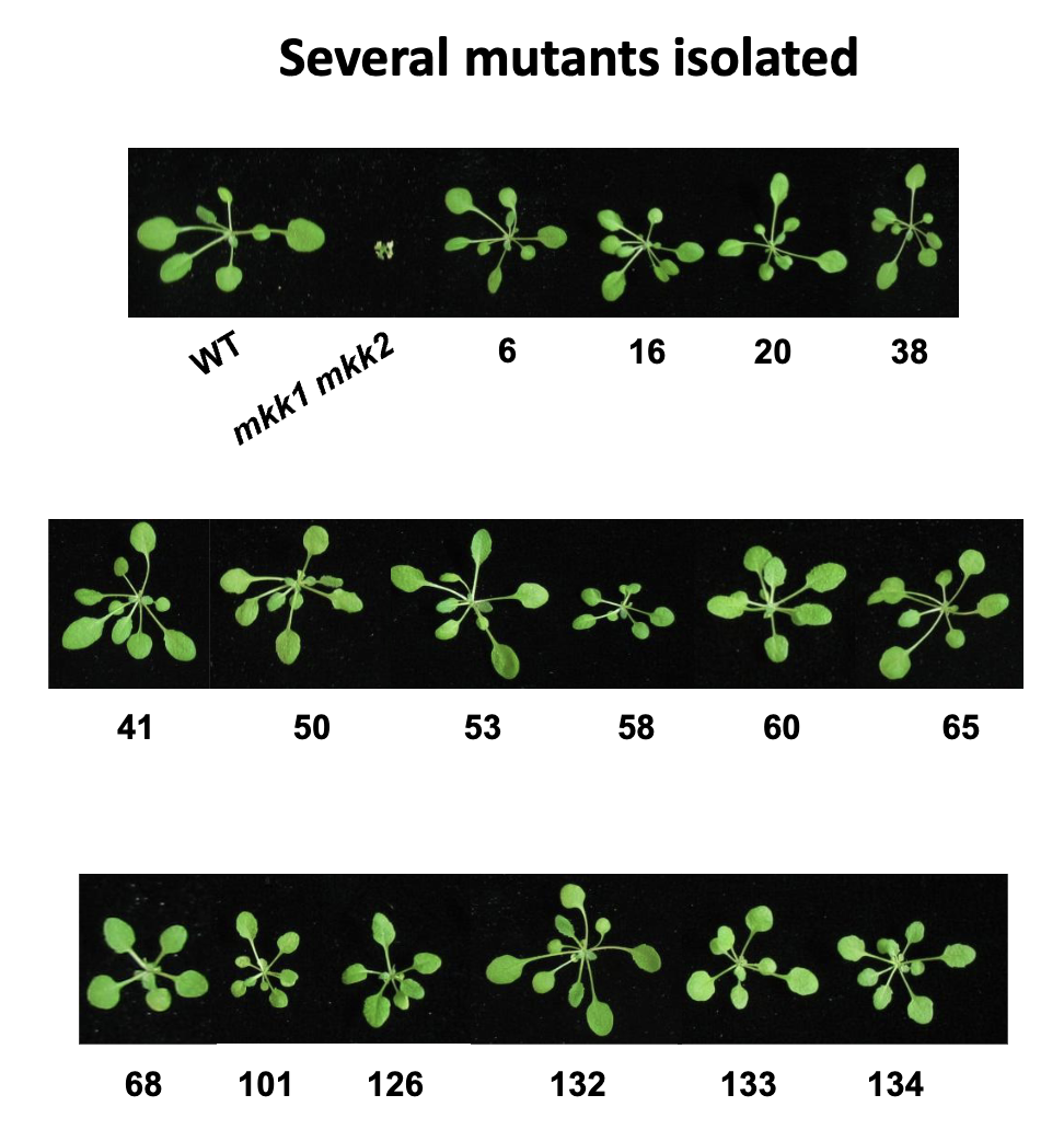 <ul><li><p>several mutants isolated</p></li><li><p>cell death in <em>mkk1 mkk2 </em>is suppressed by <em>summ2-1</em></p></li><li><p>next step: want to clone the <em>summ2</em> gene; positional cloning </p></li></ul><p></p>