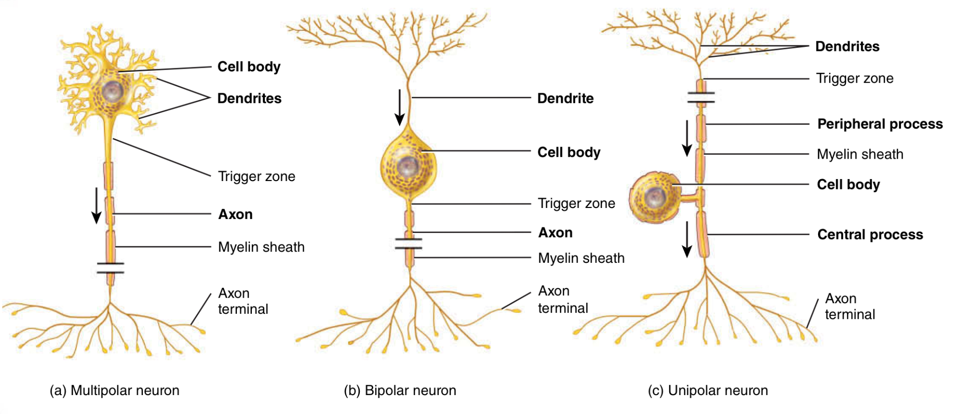 <p>Unipolar neurons structure </p>