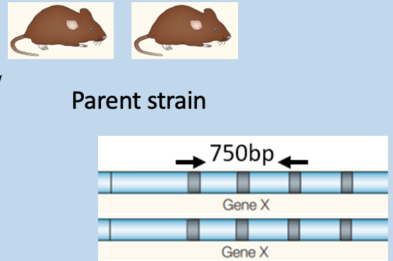 <p>has amplification at 750bp</p>