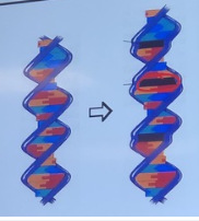 <p>What substance can induce this change in the DNA?</p><p class="p1">a. 2-Aminopurine</p><p class="p1">b. Ethidium Bromide</p><p class="p1">c. Dimethyl sulphate</p><p class="p1">d. Nitrogen mustard</p><p class="p1">e. N-methyl-N'-nitro-N-nitrosoguanidine</p>