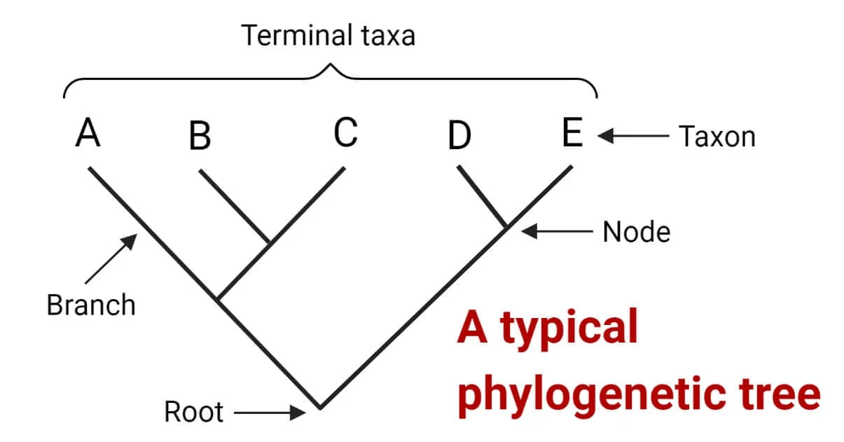 <p>Which are least closely related</p>