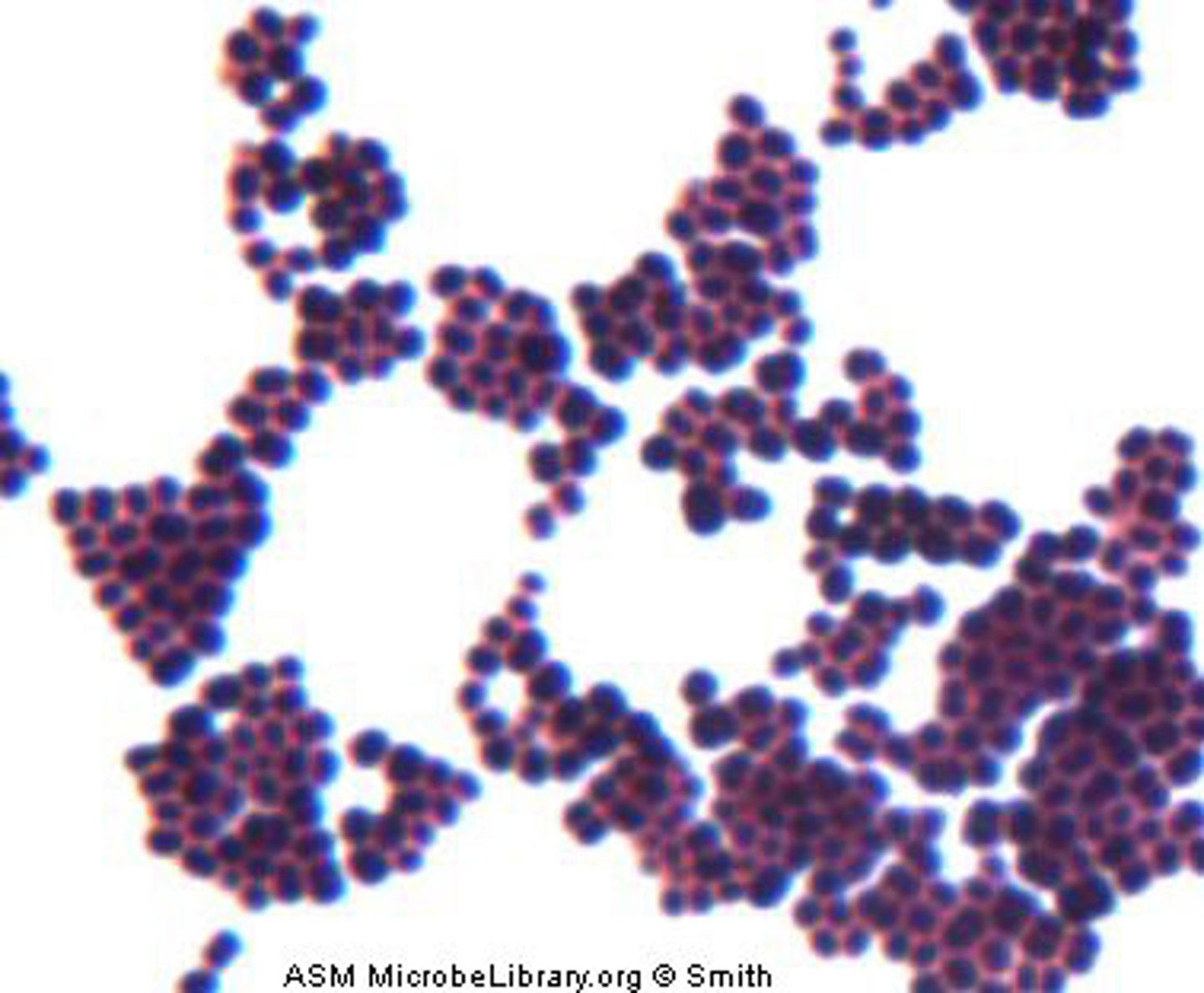 <p>Staphylococci</p><p>Divides in many planes and remains attached, forming "grape like clusters".</p>
