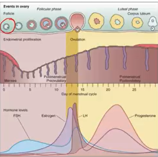 <p>GnRh: begins cycle → Anterior P → FSH & LH secretion (secreted at different times)</p><ul><li><p>FSH → matures ovarian follicles → strongest survives → estrogen</p></li><li><p>LH → induces ovulation → oocyte released to fallopian tube & follicle cells → corpus luteum → progesterone ^ (luteal phase) → drop → restarts cycle</p></li><li><p>Then estrogen produced → X FSH → Activates LH</p></li></ul><p></p><p>Alterations:</p><ul><li><p>Puberty:</p><ul><li><p>2nd sex characteristics, rapid growth, reproduction; 8-13</p></li></ul></li><li><p>Delayed Puberty: (13 girls/14 boys); 95% is normal; 5% is X hypothalamic-pituitary-gonad axis or systemic disease</p></li><li><p>Precocious Puberty: (<7 girls/<9 boys)</p><ul><li><p>Obese, ^ protein consumption, household products, CNS tumors</p></li></ul></li><li><p>Abnormal uterine bleeding: irregular menstrual cycle & bleeding</p><ul><li><p>Dysfunctional uterine bleeding (DUB)</p><ul><li><p>No organic disease, unpredictable, lack of ovulation, perimenopausal</p></li><li><p><strong>IDA</strong></p></li><li><p>T/x: NSAIDs → v PG → vasoconstriction</p><ul><li><p> contraceptives, levonorgestrel, intrauterine device (IUD), ablation, hysterectomy</p></li></ul></li></ul></li></ul></li></ul><p></p>