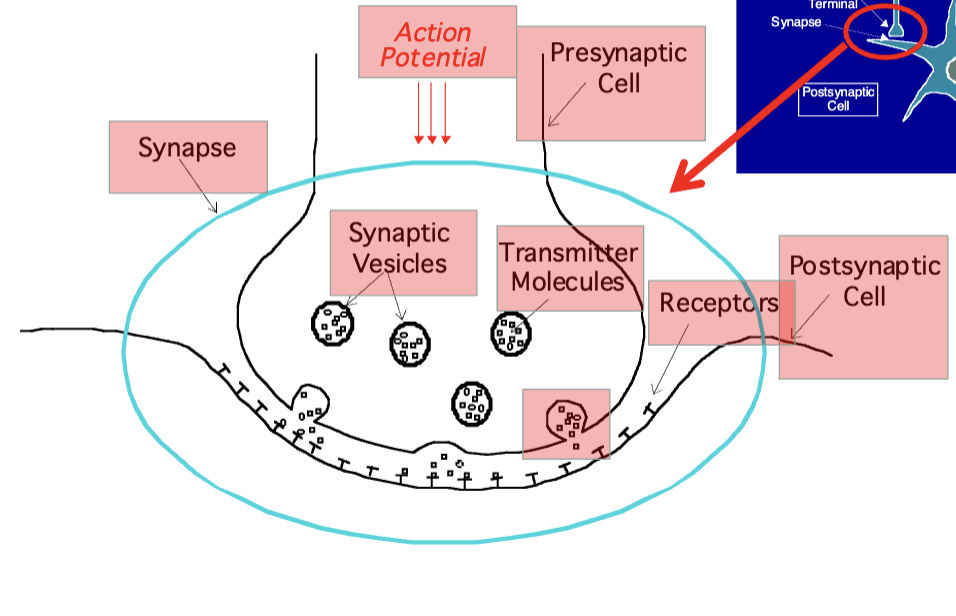 neurotransmission