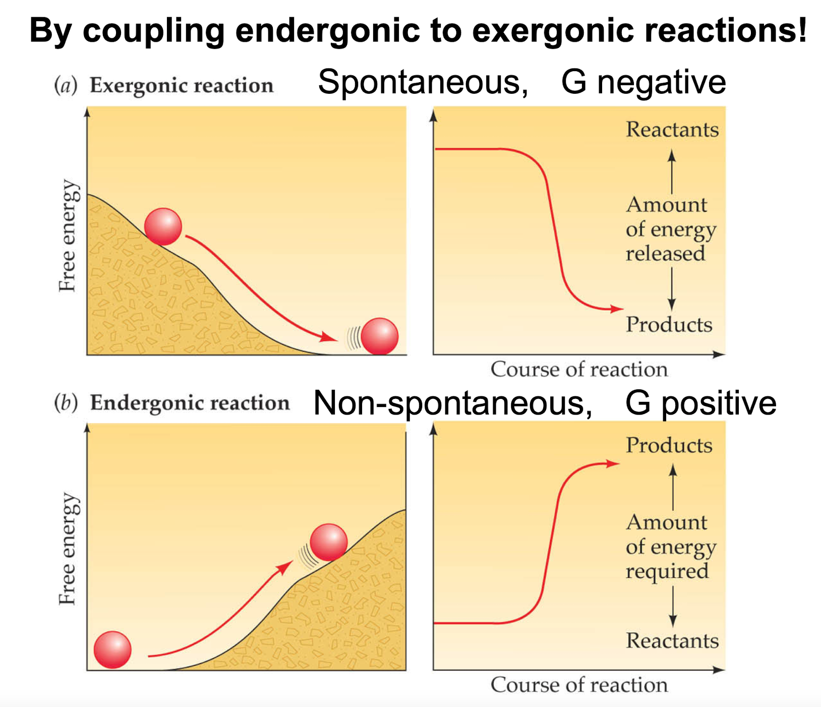 
1. Heat is released (negative Δ H ) and disorder is increased (positive T ΔS): this reaction is always spontaneous (exergonic), because Δ G is always negative: −Δ H −(T Δ S).
2. Heat is released (negative Δ H ), but disorder decreases (negative T ΔS): −Δ H − ( −T Δ S ) =− Δ H+ T Δ S For example, in protein folding, heat is released, because favorable ionic bonds and other side-chain interactions occur, but the disorder decreases, because you get a nicely folded protein; because S depends on temperature, this process occurs only below a certain temperature; above a certain temperature, T ΔS becomes bigger than \\n Δ H , and the overall Δ G positive, therefore no protein folding above, say 50 degrees
3. Heat is used (positive Δ H ), but disorder increases (positive T ΔS): + Δ H−(+ T Δ S) spontaneous above a certain temperature, e.g. dissolving NaCl in water. You can try this experiment at home: simply \n dissolve two teaspoons of salt in a glass of water: Heat is sucked away from the environment, that’s why the glass gets cold; heat is needed to break the strong crystal bonds; it’s the generation of disorder that drives the reaction
4. Heat is used and disorder decreases: never spontaneous (endergonic): + Δ H−(−T Δ S). Therefore, anabolic reactions can ONLY occur by coupling them to exergonic reactions to make the overall Δ G negative! 