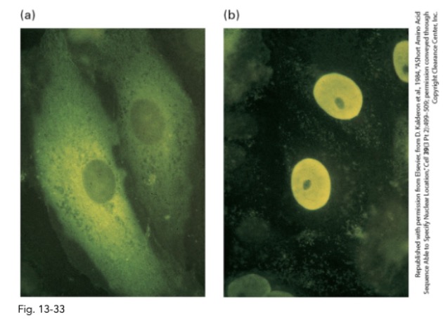 <p>what is the goal of this experiment? what is pictured on the left? on the right? </p>