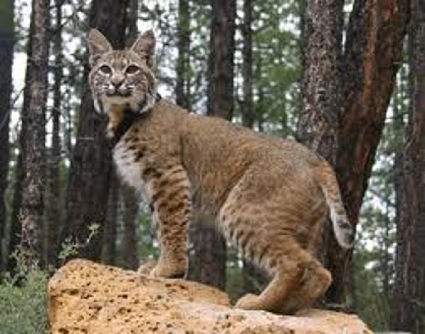 <p>Bobcat</p>