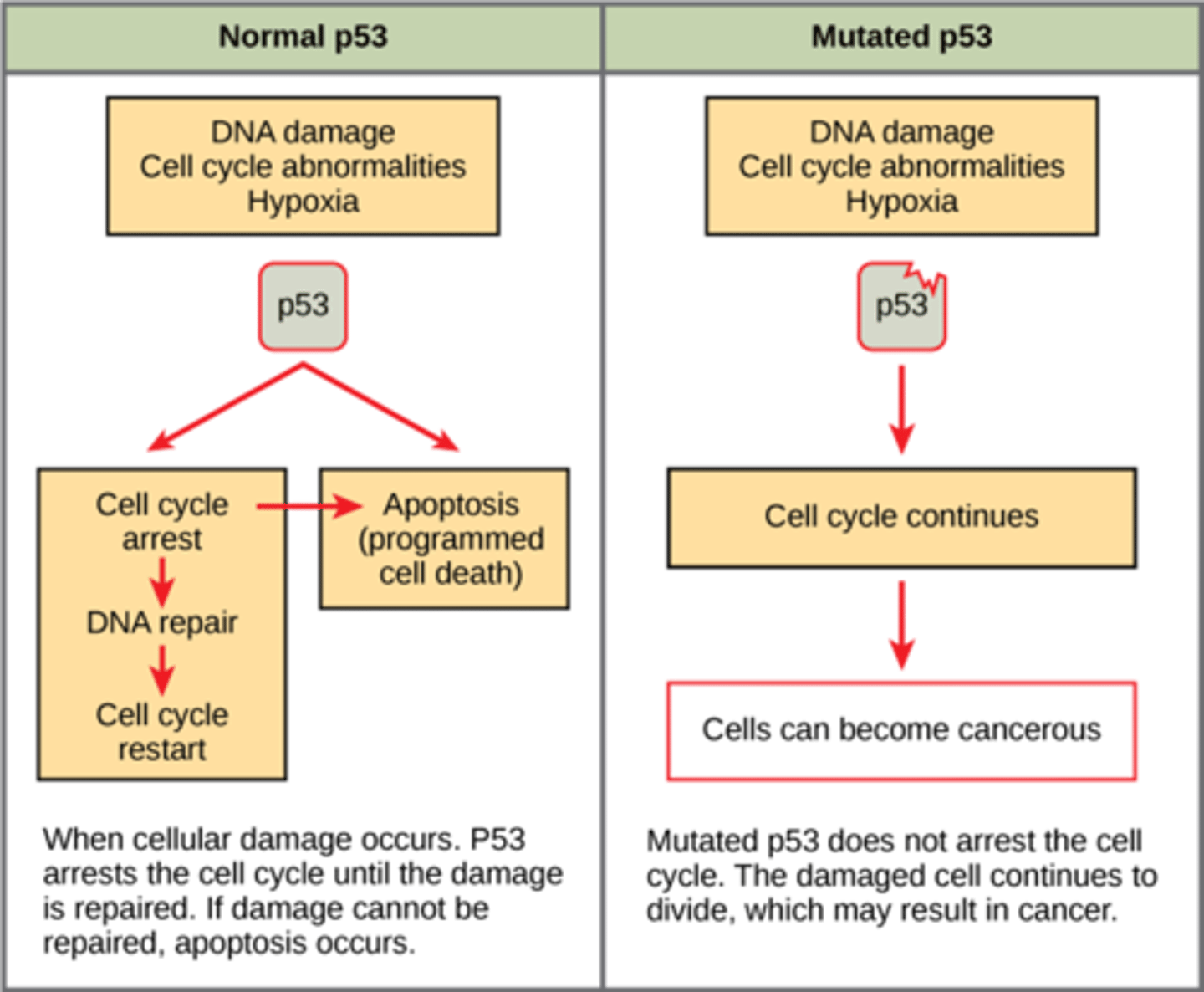 <p>cell cycle continues UNCHECKED</p><p>leading to mutations and uncontrolled proliferation (cancer)</p>