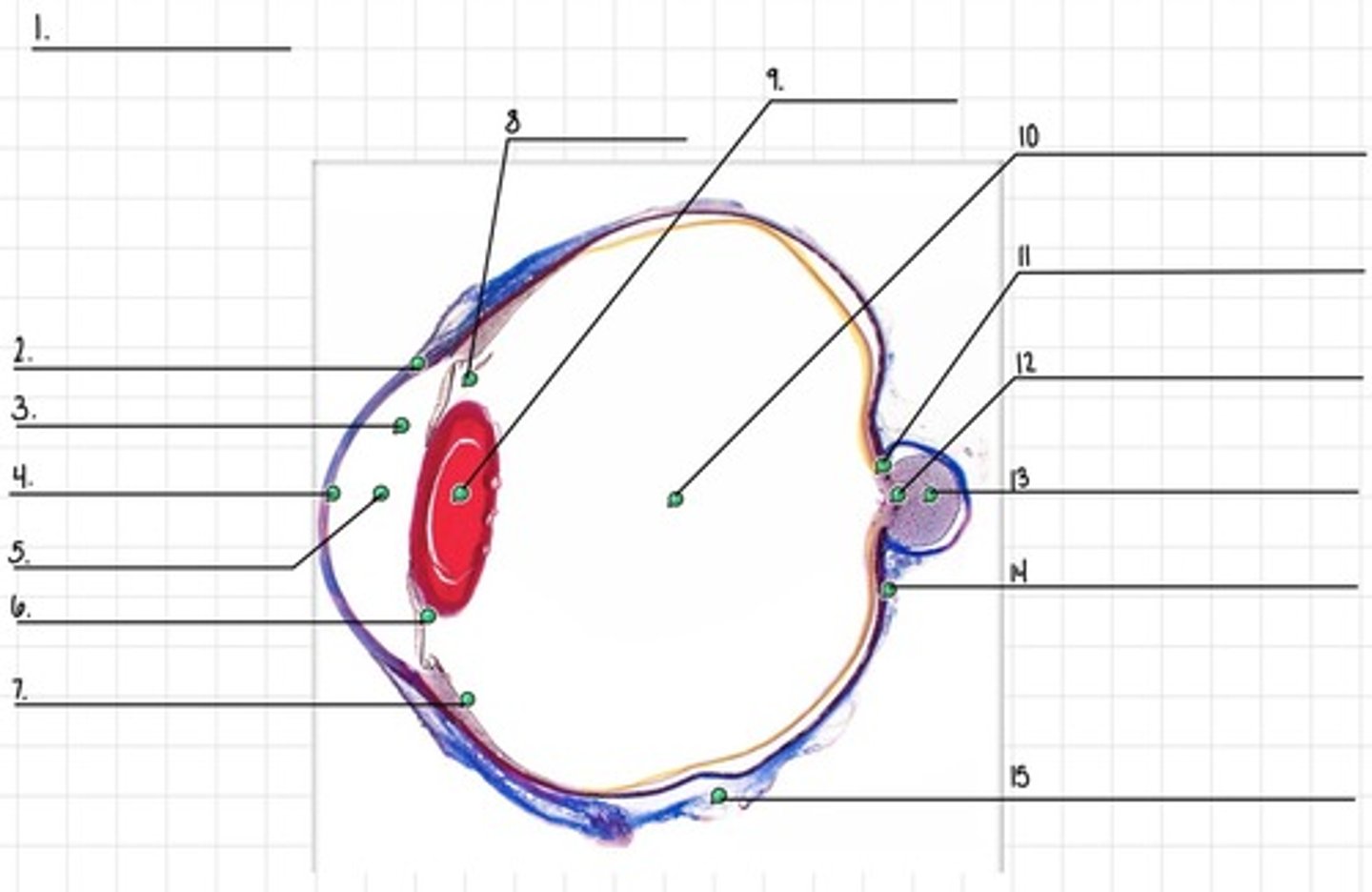 <p>11</p>