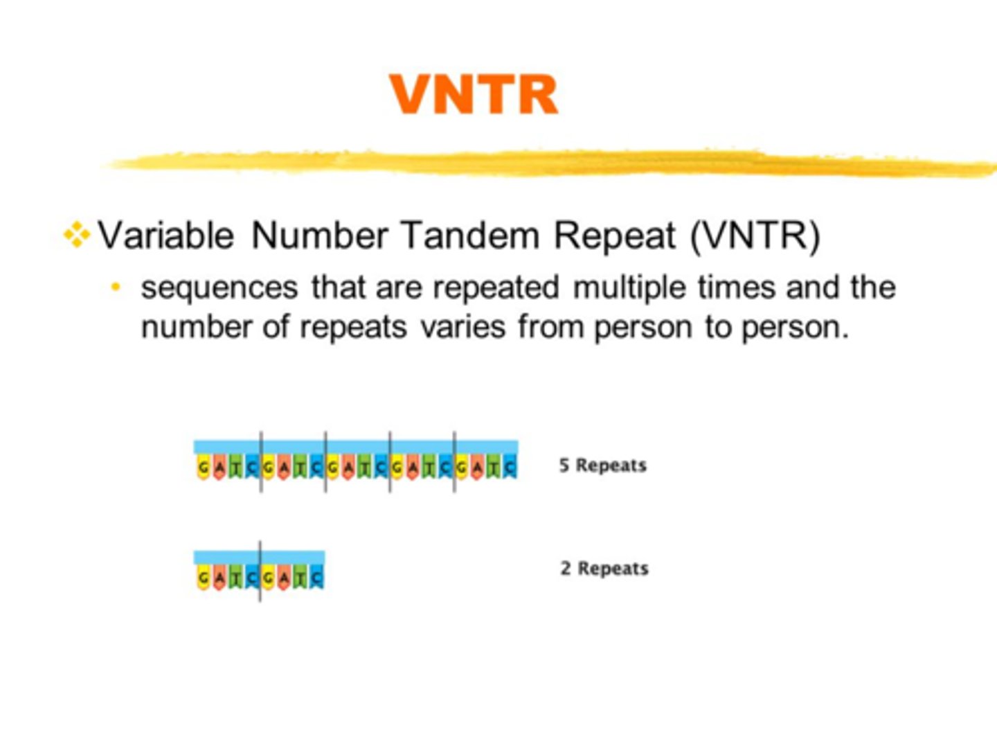 <p>(10 to 100 base pair length) located in non-coding regions of the genome rather than within genes</p>