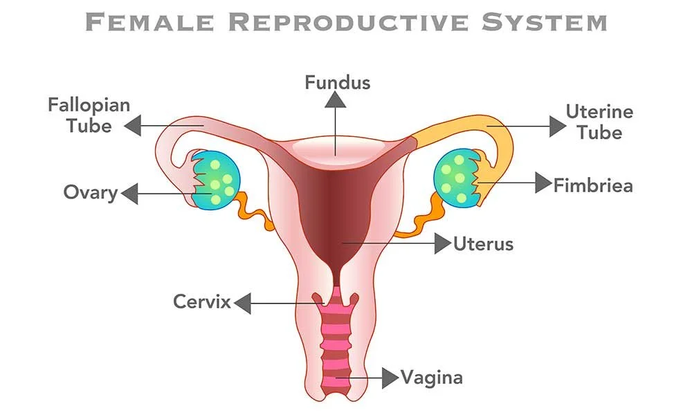 <p>Ovary: The female organ that produces eggs and hormones. → Buồng trứng</p><p>Fallopian tube =&nbsp;Uterine tube =&nbsp;Salpinx: Ống dẫn trứng.</p><p>Uterus = Womb: Tử cung</p><p>Cervix: Cổ tử cung</p><p>Fundus: Đáy tử cung</p><p>Uterine wall: Thành tử cung</p><p>Endometrium:&nbsp;The inner lining of the uterus where a fertilized egg implants. → Nội mạc tử cung</p><p>Vagina: Âm đạo</p>