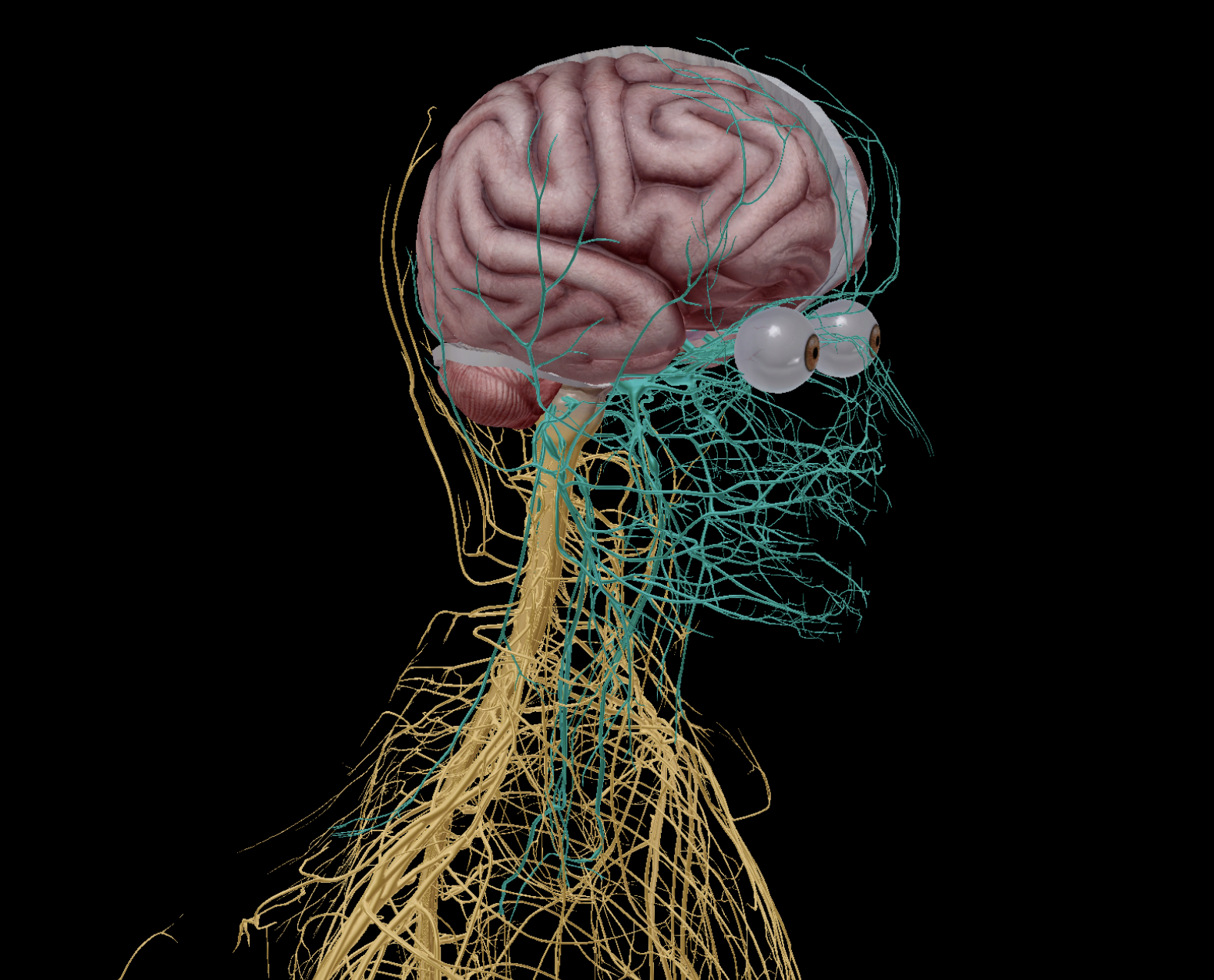 <p><strong><em><u>Nerves directing exiting and entering the </u><mark data-color="green" style="background-color: green; color: inherit;"><u>brain stem</u></mark><u> or </u><mark data-color="green" style="background-color: green; color: inherit;"><u>brain</u></mark><u>.</u></em></strong></p><ul><li><p>There are <strong><mark data-color="red" style="background-color: red; color: inherit;">12</mark></strong> cranial nerves</p></li></ul><p></p>