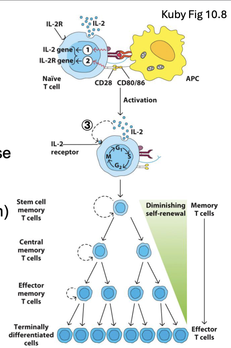 <p><span><span>Activated T cells proliferate and differentiate into different functional populations:</span></span></p><ul><li><p><span><strong><span>Memory T cell</span></strong><span> pools retain long term memory for recall responses</span></span></p><ul><li><p><span><span>Stem cell and </span><strong><span>central memory T cells</span></strong><span> (</span><strong><span>T</span><sub><span>CM</span></sub></strong><span>) recirculate through lymph nodes → recall response</span></span></p></li></ul></li><li><p><span><strong><span>Effector memory T cells</span></strong><span> (</span><strong><span>T</span><sub><span>EM</span></sub></strong><span>) alter adhesion molecules → tissue homing</span></span></p><ul><li><p><span><span>CD4 T cells differentiate into different T helper (Th) subsets: </span><strong><span>Th1, Th2, Th17, TFH</span></strong></span></p><ul><li><p><span><span>Depends on type of pathogen, cytokine environment, innate responses, type of APC</span></span></p></li></ul></li><li><p><span><span>CD8 T cells differentiate into cytotoxic effectors</span></span><br><span><span>(</span><strong><span>CTLs</span></strong><span>)</span></span></p></li></ul></li></ul><p></p>