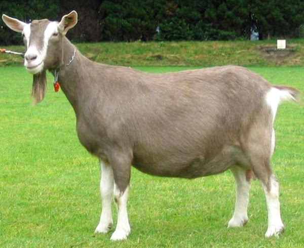 <p><span><span>•Toggs are medium-sized chocolate animals who also originated in Switzerland's Toggenburg Valley.</span></span></p><p><span><span>•Milk breeds</span></span></p>