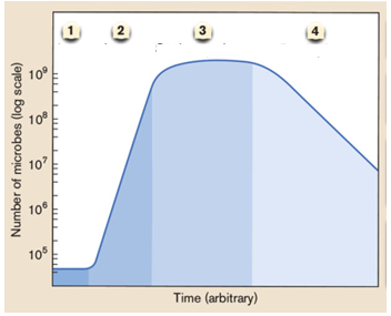 <p>Bacterial growth curve is demonstrated below. Name each number with a respective growth phase (1, ,2, 3, and 4). Use one of these keys: death phase; lag phase; log phase; stationary phase. </p><p>1. [A]</p><p>2. [B]</p><p>3. [C]</p><p>4. [D]</p>