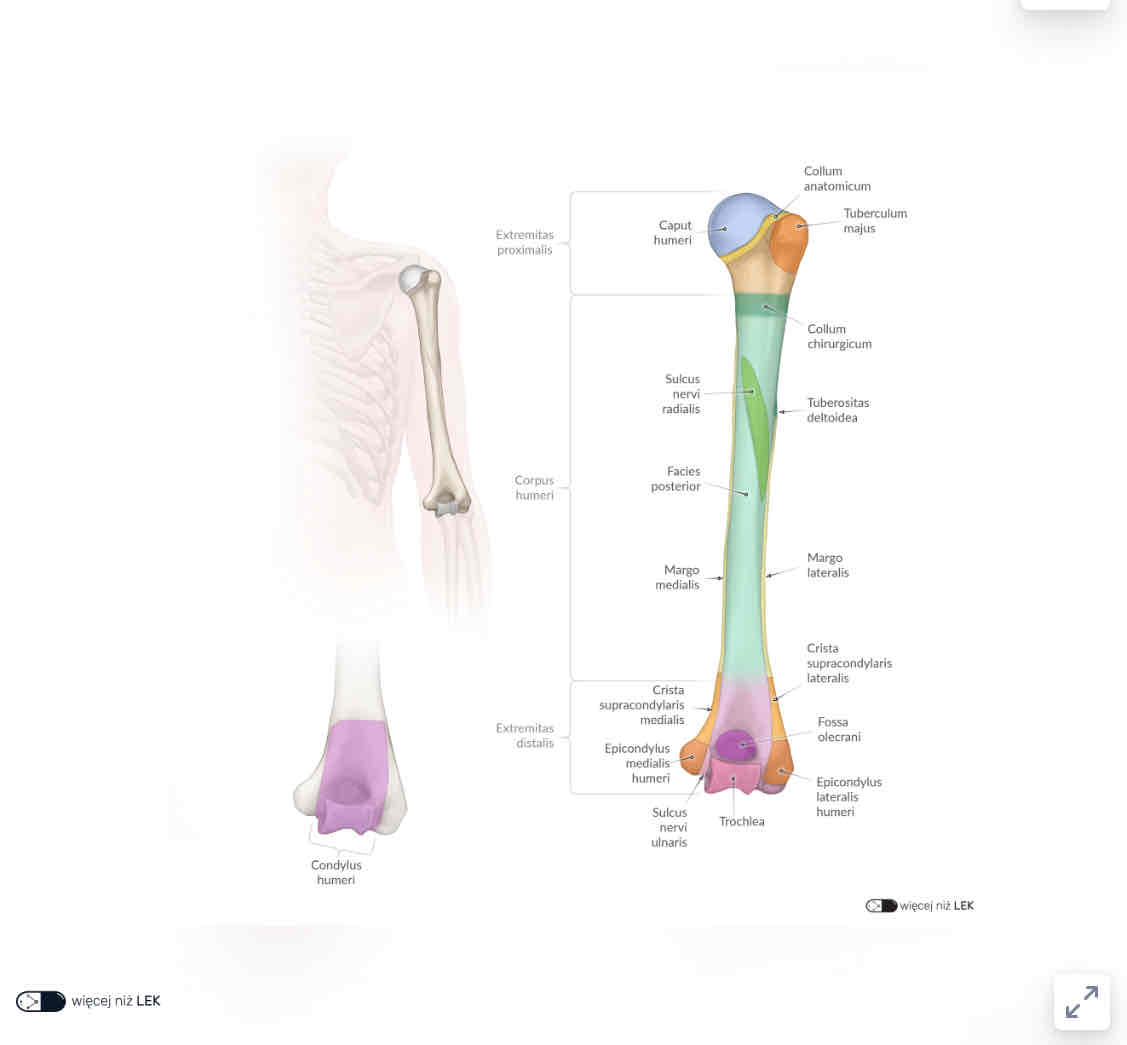 <p>Sulcus nervi ulnaris</p>
