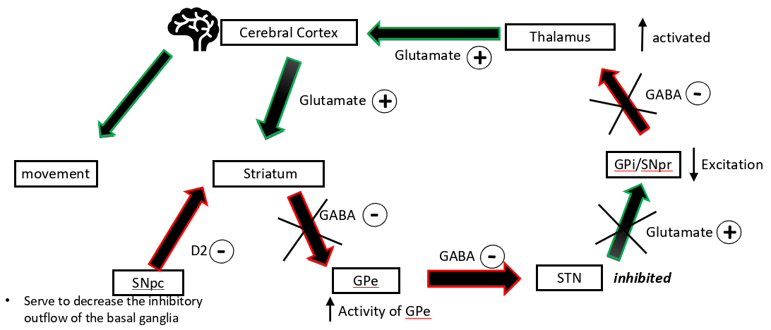 <p>SNpc→ D2→ striatum so the GPe is less inhibited so the STNis more inhibited so the GPi/SNpris less excited so thalamus is less inhibits so excites the cerebral cortex more → more movement</p>