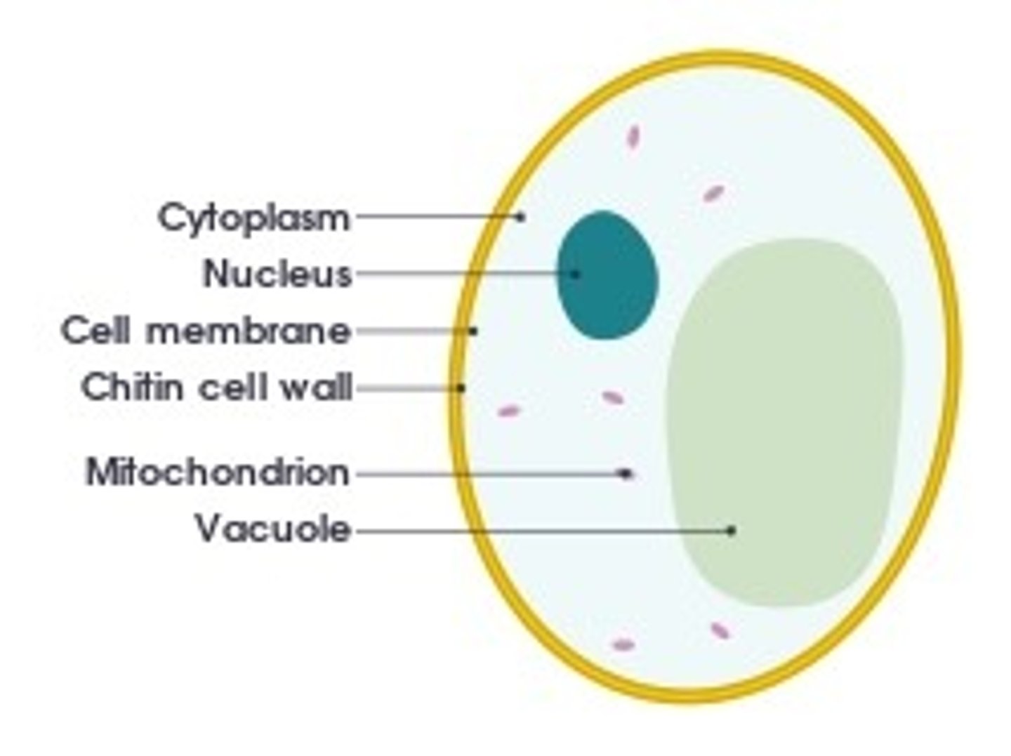 <p>Nucleus, cytoplasm, cell membrane, mitochondria, ribosomes</p>