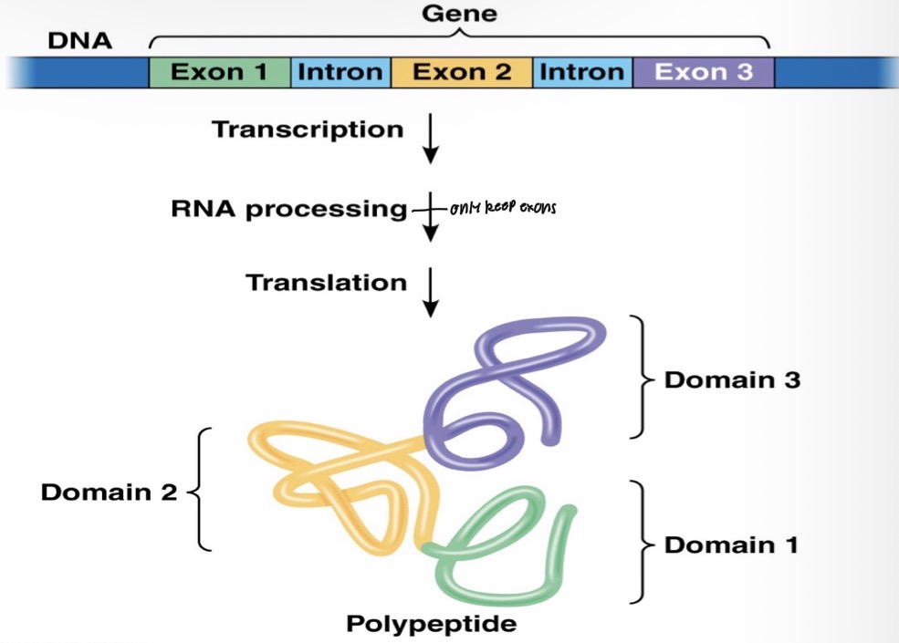 <p>EXONS =EXPRESSED SEQUENCES</p><p>INTRONS = INTERVENING SEQUENCES</p>