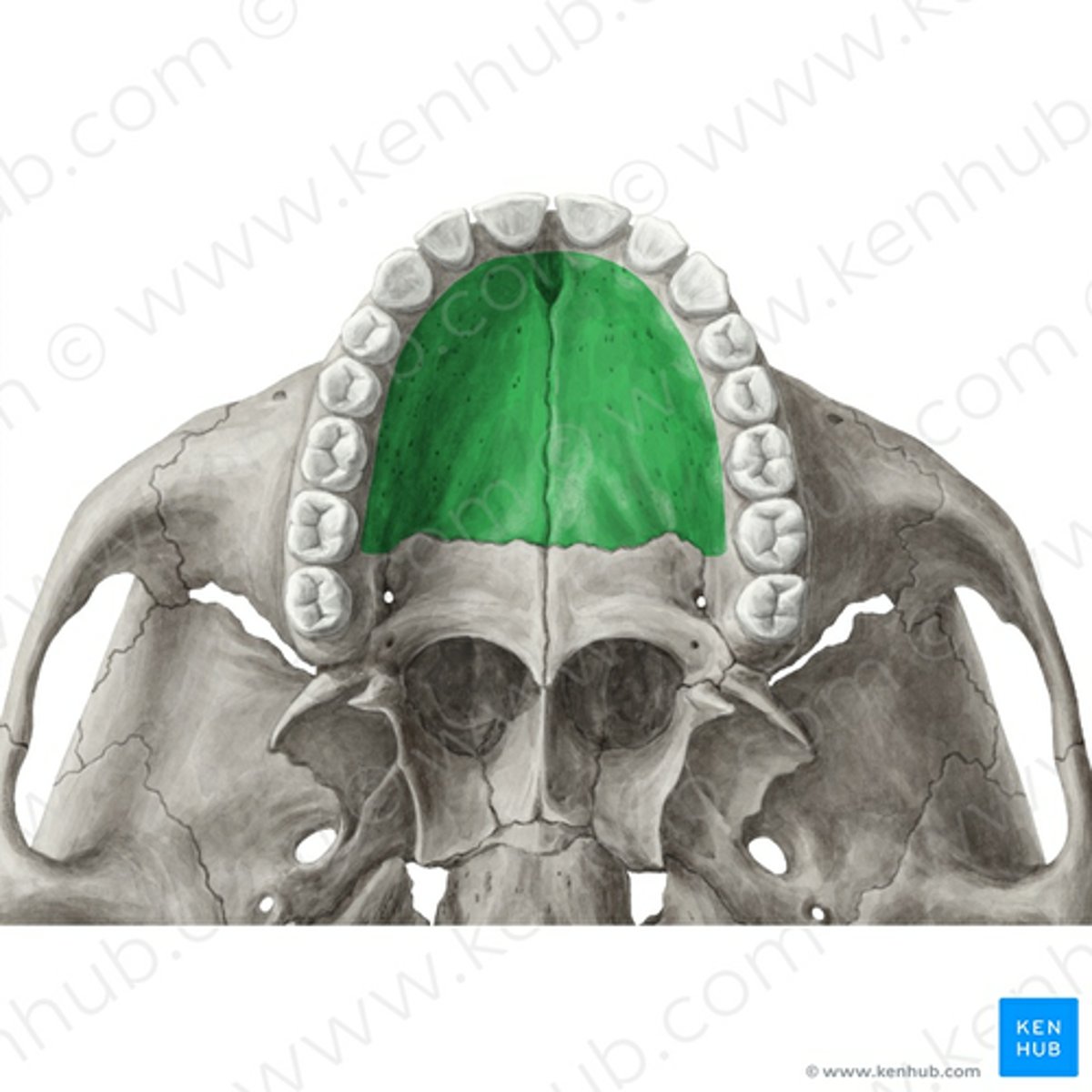 knowt flashcard image
