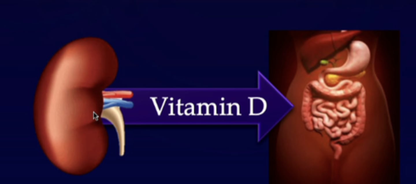 <p>active form produced in kidneys</p>