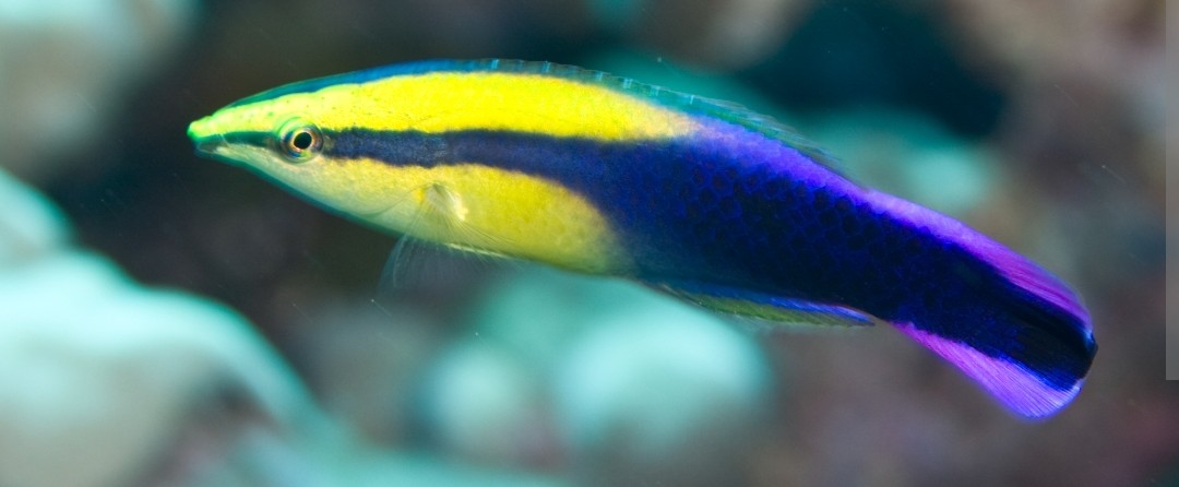<p class="has-focus">Labridae family</p><p class="has-focus">feeds mainly on small parasites, mucus, and dead skin found on larger fish.</p><p>Yellow head fading to purple towards caudal fin, bisected by black vertical stripe</p>