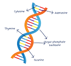 <p>DNA stands for deoxyribonucleic acid. DNA is genetic information. A common analogy is that it's essentially the instruction or blueprint for how to build you if the DNA were from you. DNA is what codes for you. DNA is in a beautiful double helix shape for us, but it can be in different shapes.</p>