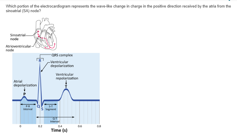 <table style="min-width: 25px;"><colgroup><col style="min-width: 25px;"></colgroup><tbody><tr><td colspan="1" rowspan="1" style="margin: 0px; padding: 0.3em; position: relative;"><p>S-T segment &nbsp; &nbsp; &nbsp; &nbsp;</p></td></tr><tr><td colspan="1" rowspan="1" style="margin: 0px; padding: 0.3em; position: relative;"><p>QRS complex &nbsp; &nbsp; &nbsp; &nbsp;</p></td></tr><tr><td colspan="1" rowspan="1" style="margin: 0px; padding: 0.3em; position: relative;"><p>T wave &nbsp; &nbsp; &nbsp; &nbsp;</p></td></tr><tr><td colspan="1" rowspan="1" style="margin: 0px; padding: 0.3em; position: relative;"><p>P wave &nbsp;</p></td></tr></tbody></table><p></p>