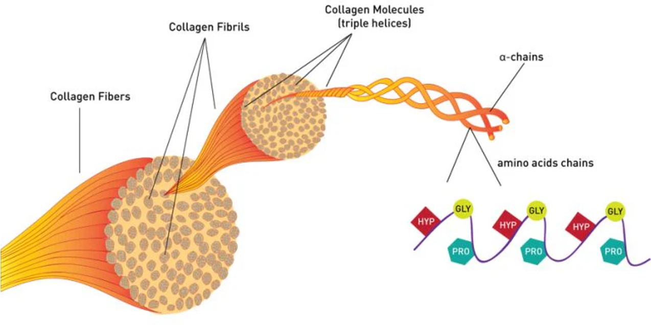 <p>Proteins that provide support and shape to cells and tissues, including collagen and keratin. e.g <span>collagen (found in tendons &amp; ligaments) and keratin (found in skin &amp; nails)</span></p>