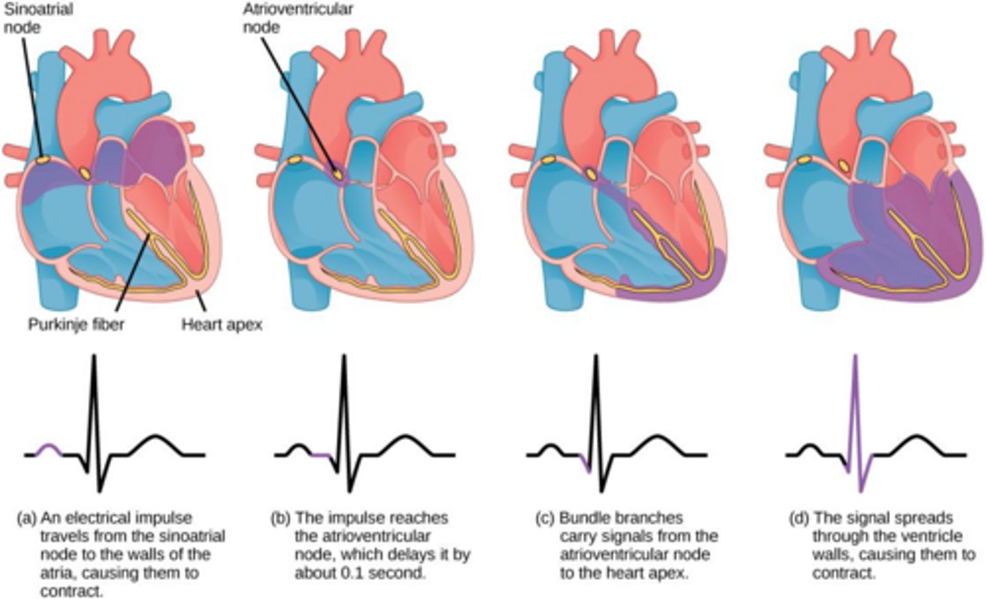 <p>This acts as the heart's pacemaker, initiating the heartbeat through self-excitable autorhythmic fibers.</p>