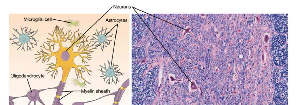 <p>Made up of neurons and neuroglia, specialized to transmit and receives impulses</p>