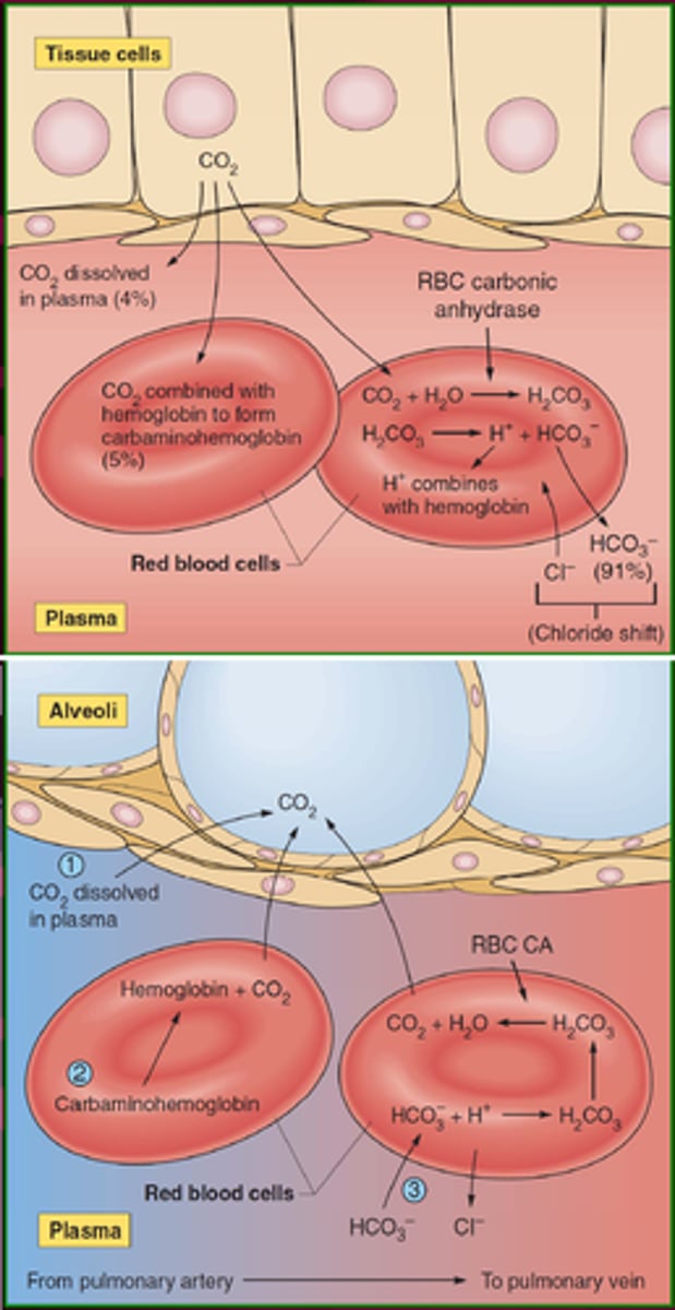 <p>All of the provided statements are true.</p><p>-Some of the CO2 in blood is bound to hemoglobin.</p><p>-Some of the CO2 in blood is dissolved in the cytosol of erythrocytes.</p><p>-Most of the CO2 in blood is converted to another molecule and transported from the tissue to the lungs in the plasma.</p><p>-Some of the CO2 in blood is dissolved in plasma.</p>