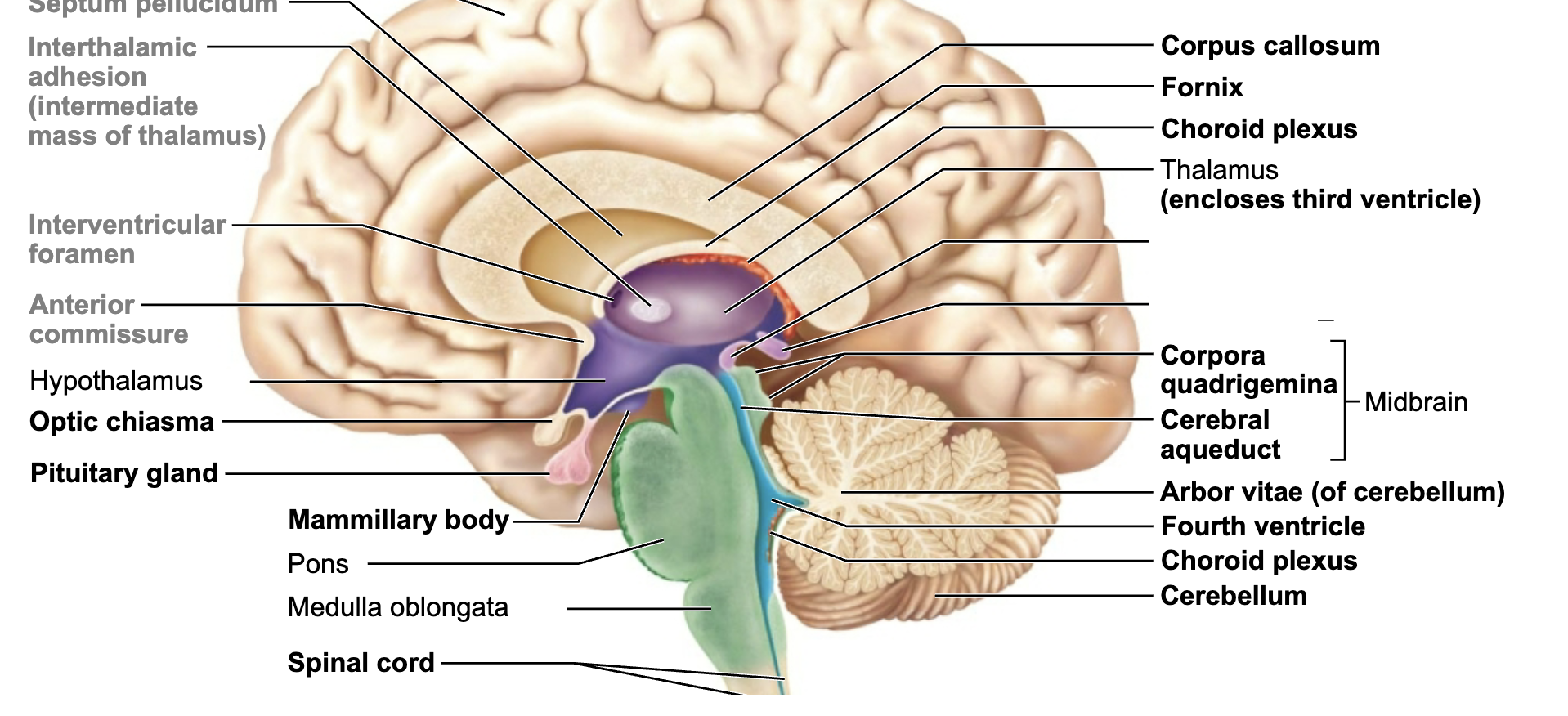 <p>What is this brain regions name and function?</p>