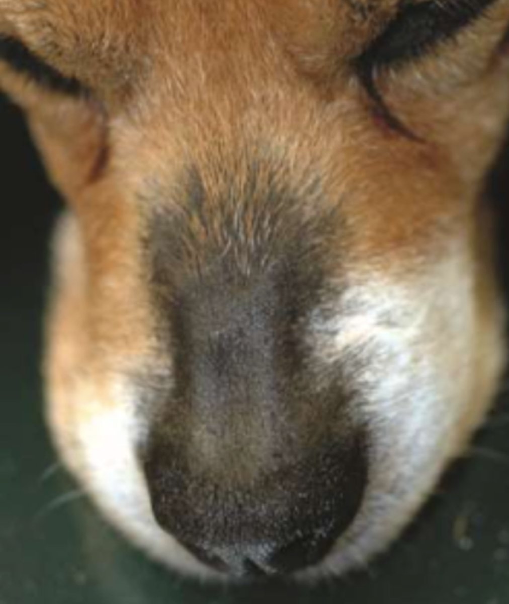 <p>¿lesión?</p><p>¿primaria o secundaria?</p>