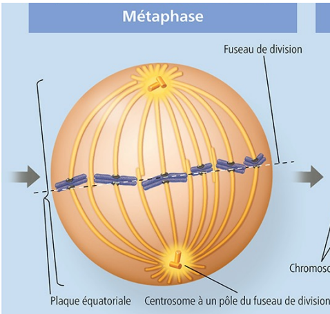 <ul><li><p>Alignement des chromosomes sur la plaque équatoriale (une ligne imaginaire au centre de la cellule)</p></li></ul><p></p>