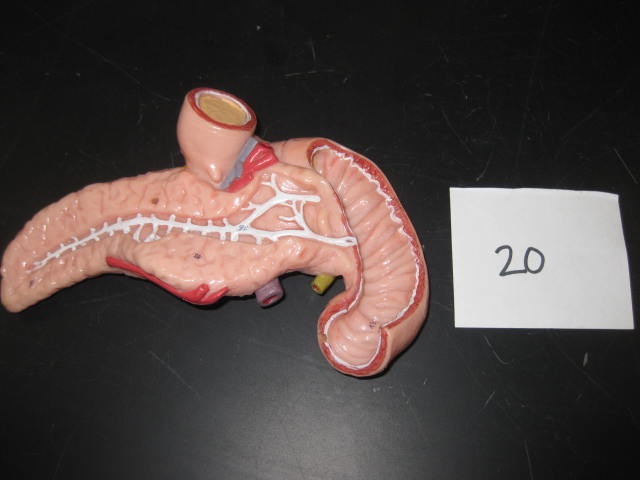 <p>Body Systems</p><p>Lab Image 1-27</p>